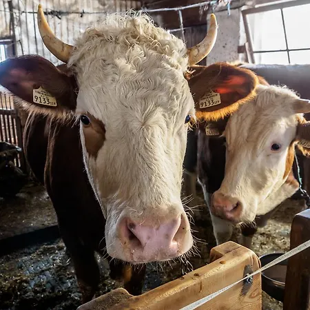 Çiftlik konaklama Bauernhof Untergrafer *