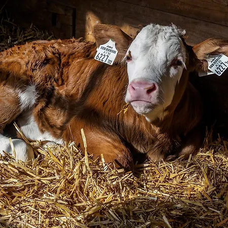 Bauernhof Untergrafer * Innervillgraten