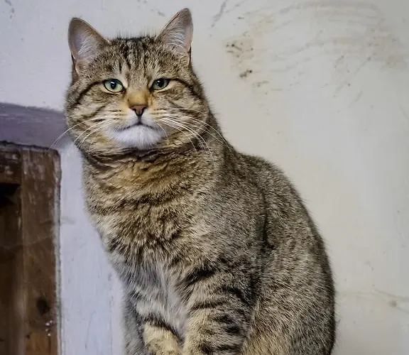 Bauernhof Untergrafer مزرعة للإقامة انرفلغراتن