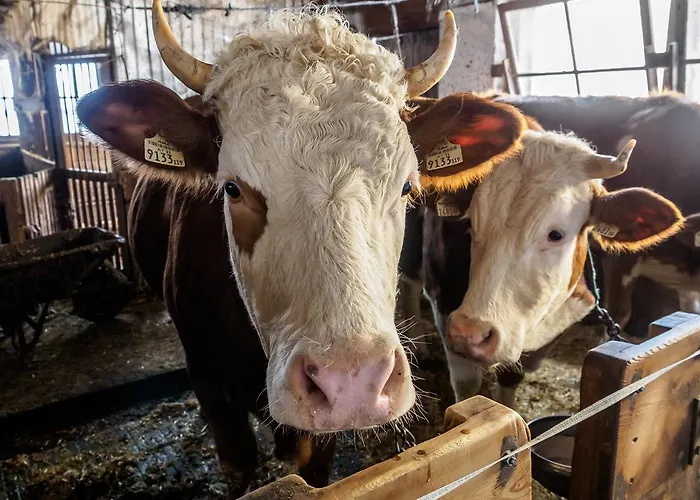 Alloggio per agriturismo Bauernhof Untergrafer *