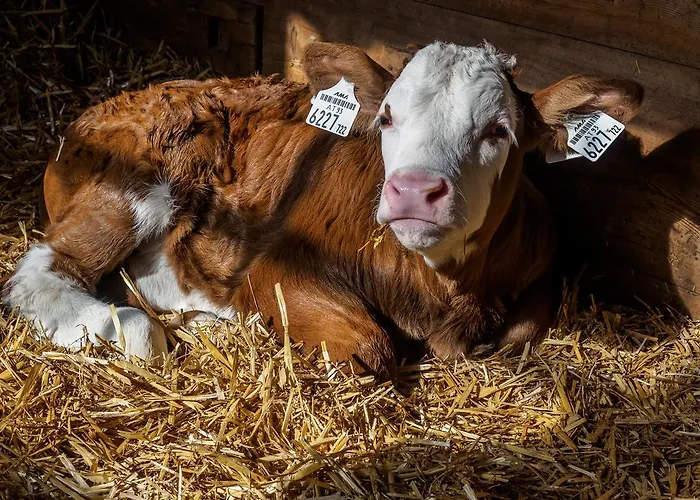 Bauernhof Untergrafer * انرفلغراتن