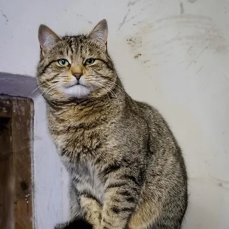 Bauernhof Untergrafer Κατάλυμα σε φάρμα Innervillgraten